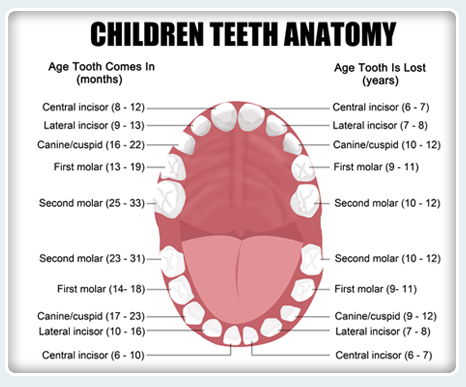 Children Teeth Anatomy image.