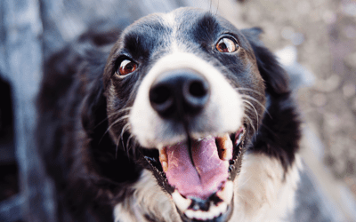 Why You Should Brush Your Dog’s Teeth