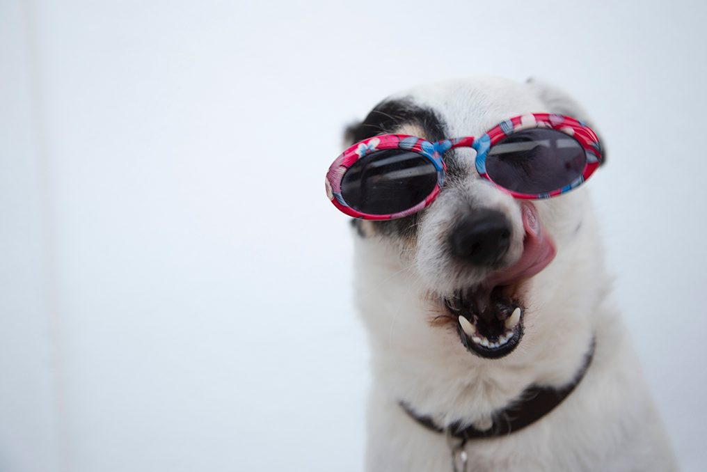 Image of a dog licking its lips for national pet month